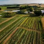 Quel type d&rsquo;agriculture pratique une exploitation ? Comprendre les modèles et leurs pratiques
